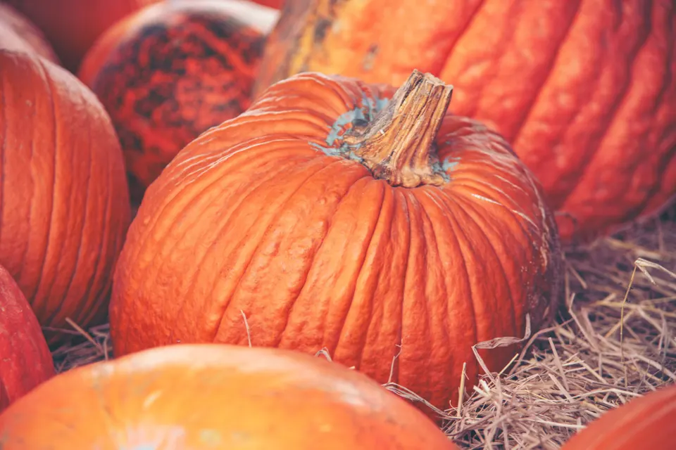 Illustrative autumn pumpkins; not this event or a giveaway.