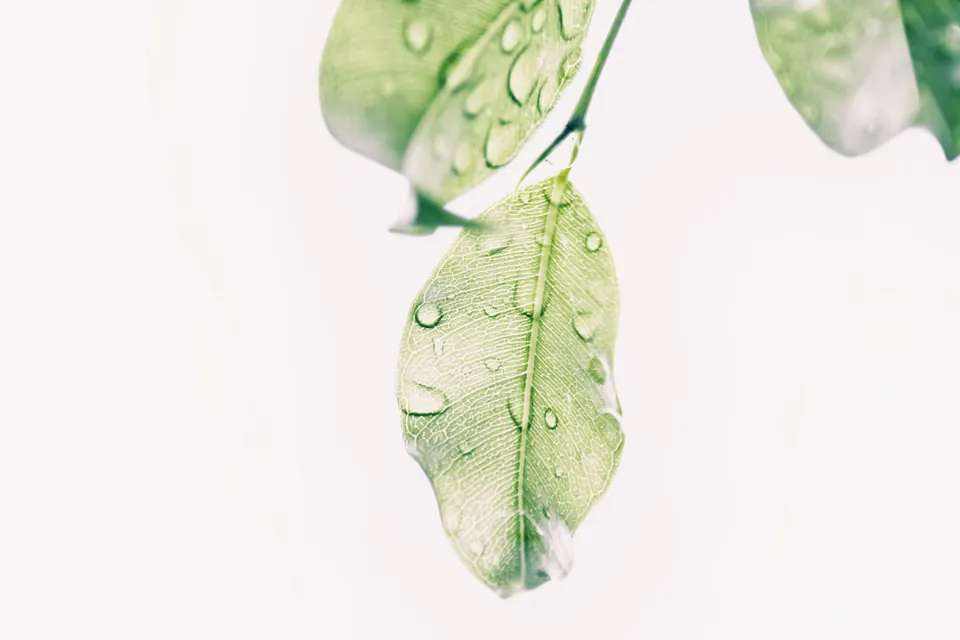 Illustrative photograph of leaves with water droplets; not this garden.